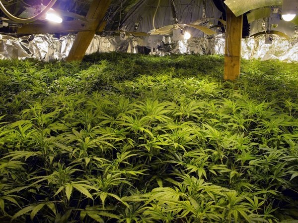 Hanf, Cannabis sativa, Indian hemp, marijuana, mary jane